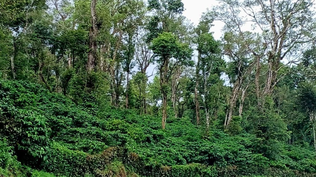 1 Acre 75 cents of Coffee Estate with clear legal titles for sale in Coorg