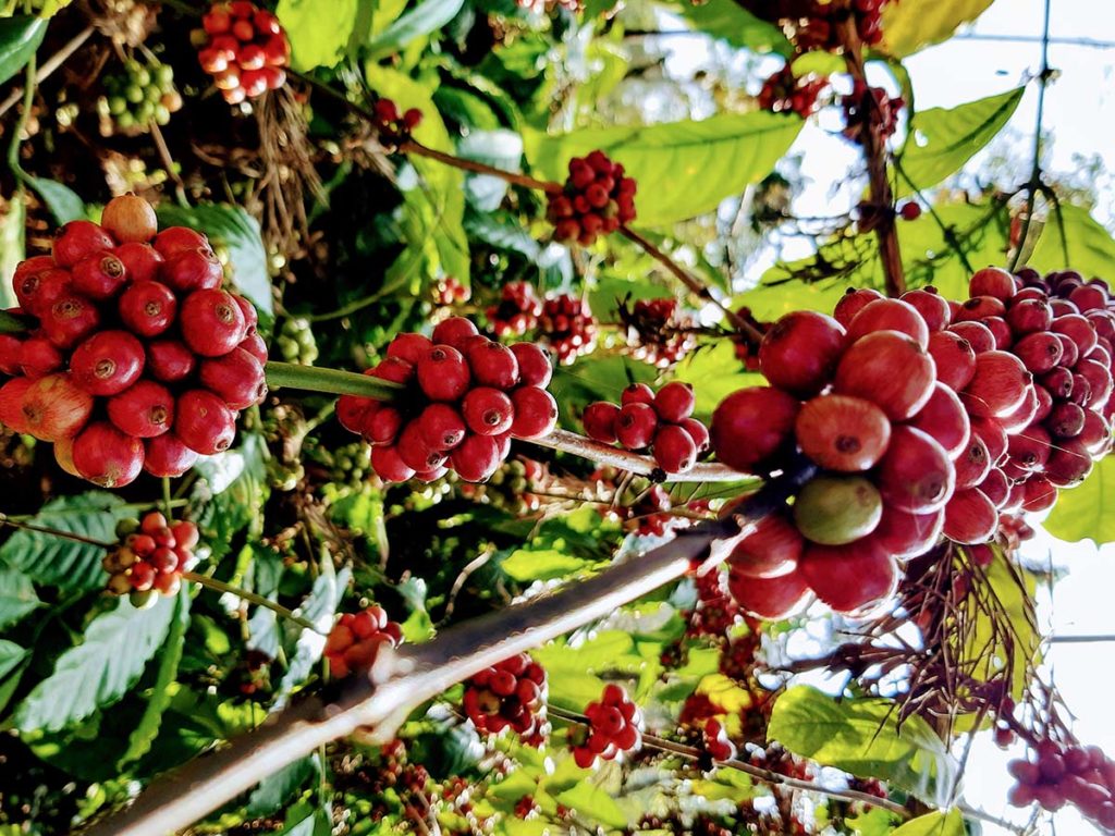 2.89 Acres of Premium Coffee Estate for Sale in the Coffee Capital of India - Coorg