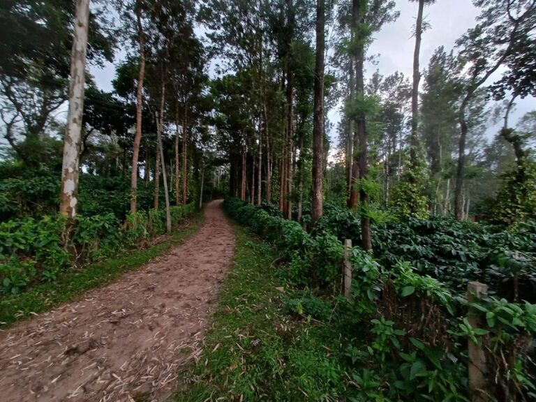 Why Coorg is the Perfect Investment Destination ?💖