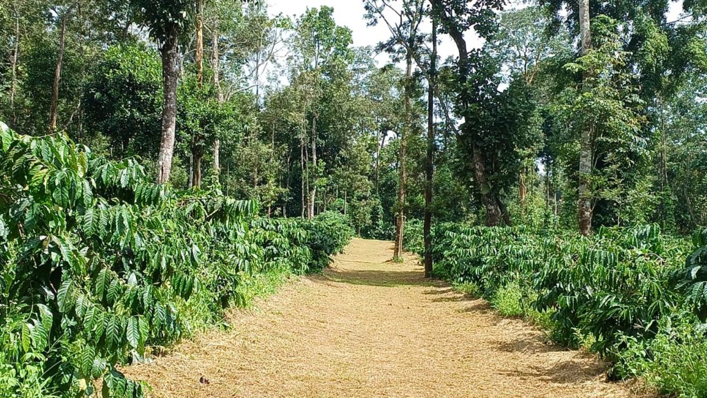 3.5 acres of Premium Coffee Estate for Sale