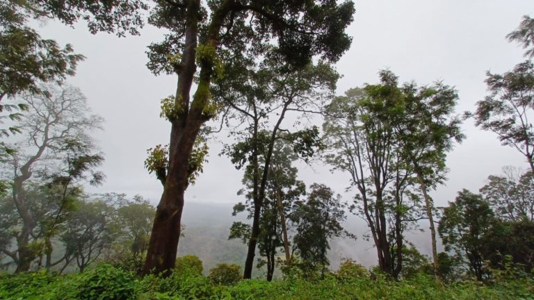 47 acres of Coffee Estate – Presenting a piece of paradise in Coorg at an Unbeatable Price!💖