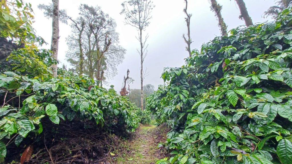 65 acres of Premium Coffee Estate is up for sale