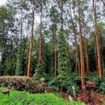 Bohemian Realtors | Coorg properties for sale