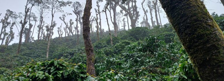 🌴 Discover Your Coffee Paradise in Coorg  🌱