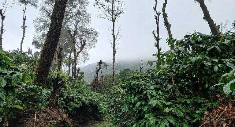 20 acres Coffee Estate is for Sale in Coorg at an irresistible price✨