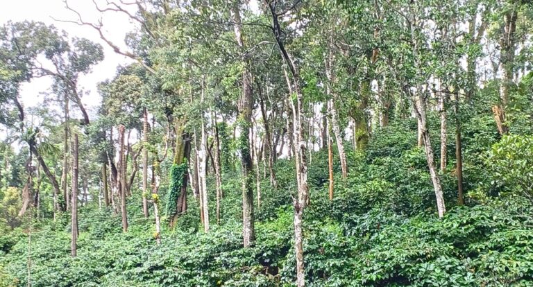 5 acres of Coffee Estate is up for sale in Coorg 💖