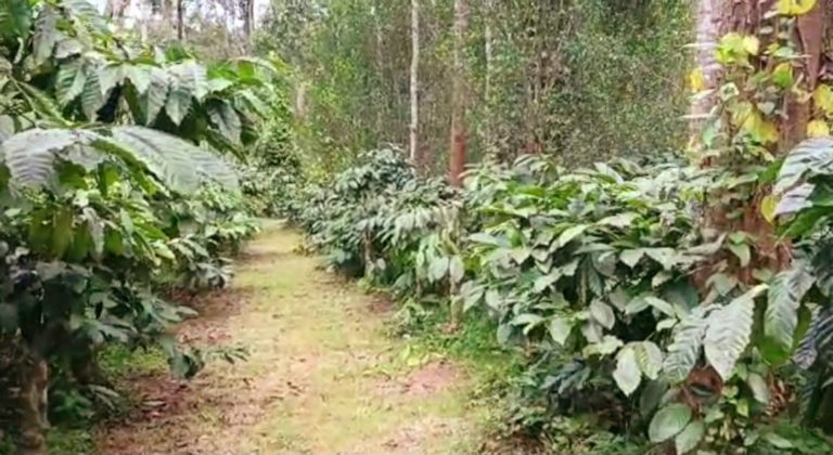 Here’s an opportunity to own a well maintained 13 acres of Coffee Estate with a house in it. 😊