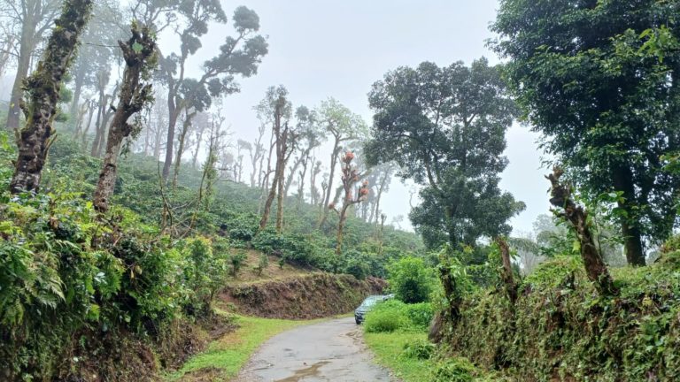 We are happy to present to you 2 acres of coffee estate with clear legal titles in the Heart of Coorg!💖