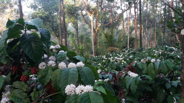 🌳 Invest in the Perfect Coffee Estate in Coorg! 💖