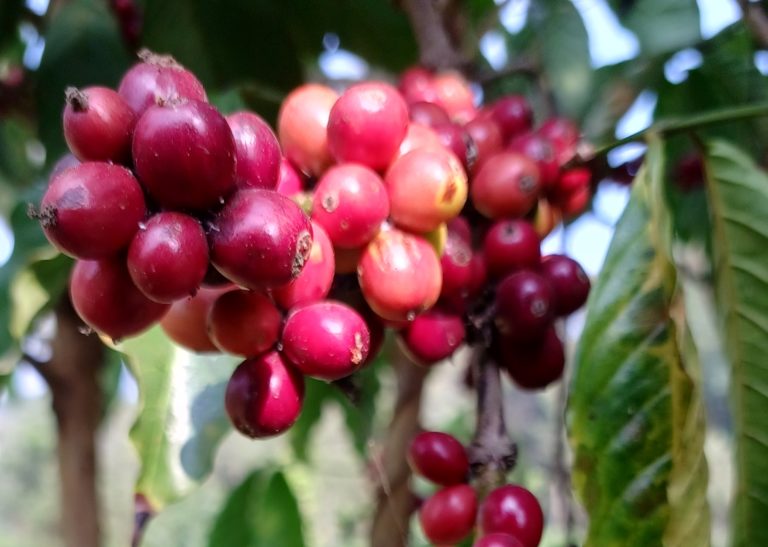 Coorg’s coffee cherries 🍒