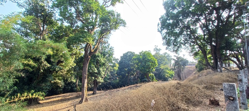 3.75 acres of Premium land is up for sale in Madikeri