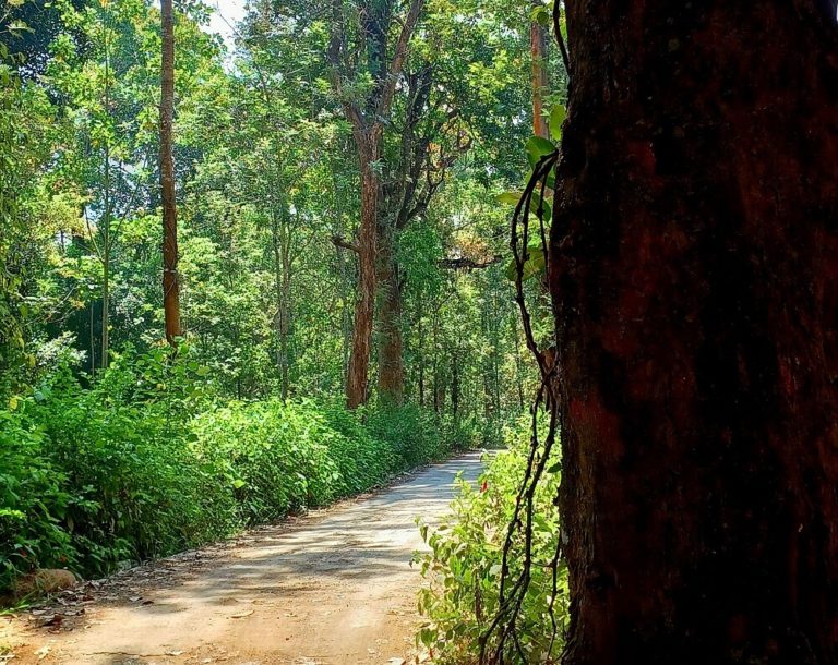 ✨️5 acre property for sale in Coorg at an attractive price ✨