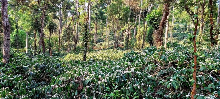 ✨️Sale – 5 acres of Premium Coffee Estate with clear legal titles at an attractive price✨