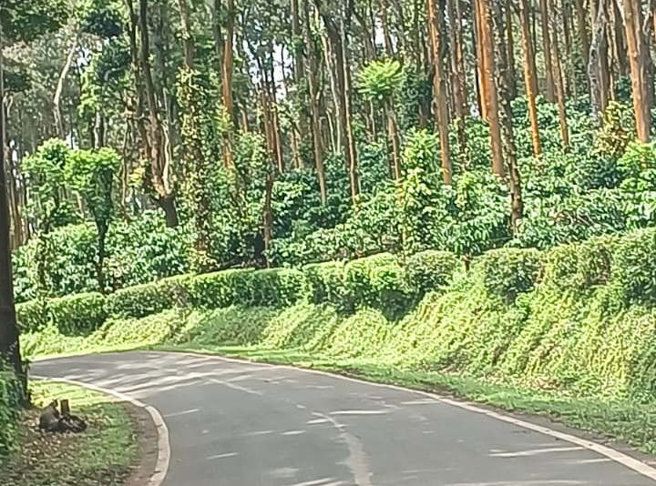 Serene land in Madikeri, Coorg – A Rare Investment Opportunity!